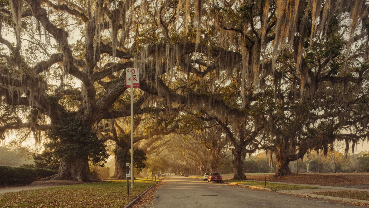 Rooted in Character